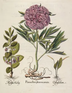 Besler Prints: Paeonia flore pleno, 1613. Creator: Besler, Basilius (1561-1629)