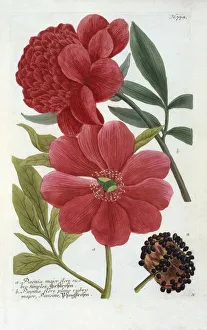 Paeonia, (hand coloured engraving)