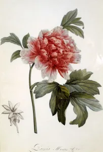 Seed Head Prints: Paeonia Moutan, 1799