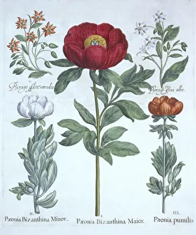 German School 17th Century Prints: Paeonies and Borage, from Hortus Eystettensis, by Basil Besler (1561-1629), pub