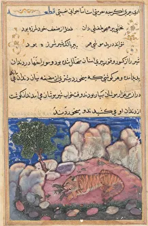 Page from Tales of a Parrot (Tuti-nama): Fifteenth night: The lion disturbed by mice
