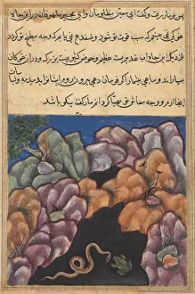 Reign Of Akbar Prints: Page from Tales of a Parrot (Tuti-nama): Twenty-sixth night: The snake enters... c