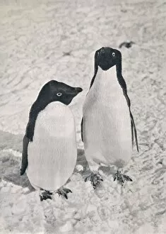 Captain Robert F Gallery: A Pair of Adelie Penguins, c1911, (1913). Artist: Herbert Ponting