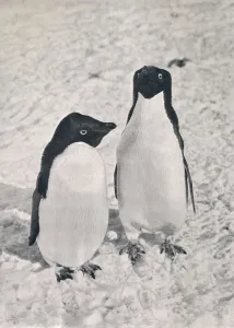 Penguin Prints: A Pair of Adelie Penguins, c1911, (1913). Artist: Herbert Ponting