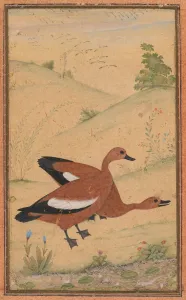 A pair of Brahminy ducks, c. 1595; borders added probably 1800s. Creator: Unknown