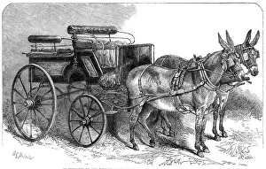 Pair of donkeys in harness exhibited by Miss Burdett Coutts...Agricultural Hall, Islington, 1865. Creator: Unknown