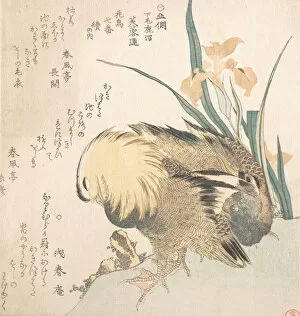 Pair of Mandarin Ducks and Iris Flowers, late 18th-early 19th century