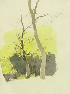 Shaded Prints: Pair of trees, a dense forest in the background, 1858. Creator: Carl Theodor Reiffenstein
