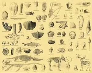 Scientific Gallery: Palaeontology, c1910. Creator: Unknown