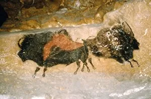 Paleolithic cave-painting of Bison from Lascaux, France. c50, 000-c10, 000 BC
