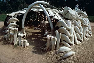 Paleolithic mammoth hunters hut