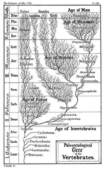 Paleontological tree of vertebrates, 1910. Artist: Ernst Haeckel Paleontological tree of vertebrates, 1910. Artist: Ernst Haeckel