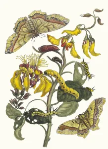 Plant Science Prints: Pallisaden-boom. From the Book Metamorphosis insectorum Surinamensium, 1705