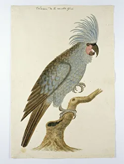 Chalk On Paper Prints: Palm cockatoo, in or after c.1780. Creators: Robert Jacob Gordon, Johannes Schumacher