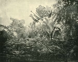 Palm and Fern Island, Botanic Gardens, Brisbane, 1901. Creator: Unknown