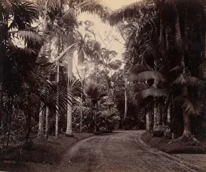 Java Indonesia Prints: Palm Group, Bvitenzorg, Java, 1860s-70s. Creator: Unknown
