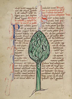 Bestiary Prints: A Palm Tree; Bestiary, about 1270. Creator: Unknown