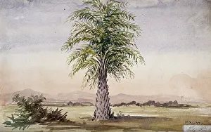 Coconut Palm Prints: Palm tree (Cocos nucifera?) in arid landscape, 1862. Creator: Unknown
