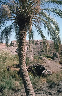 Mesopotamian Prints: Palm tree below Lion of Babylon, Iraq, 1977