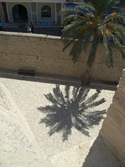 Noon Prints: Palm tree and shadow, Sousse, Tunisia, 2009. Creator: Amanda Waite