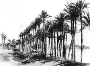 Zangaki Prints: Palm Trees beside the Nile, Egypt, 1895. Artist: Zangaki