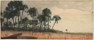 Palm Trees, Red, 1890. Creator: Winslow Homer