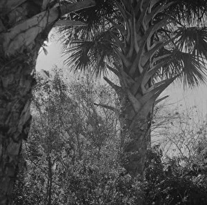 Daytona Beach Florida Usa Gallery: Palm trees and underbrush, Daytona Beach, Florida, 1943. Creator: Gordon Parks