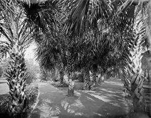 Palm Walk at Tampa Bay Hotel, Florida, c1902. Creator: William H. Jackson