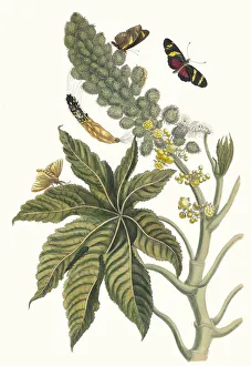 Plant Science Prints: Palma Christi. From the Book Metamorphosis insectorum Surinamensium, 1705