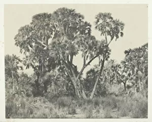 Date Palm Gallery: Palmiers Doums, Haute-Egypte, 1849 / 51, printed 1852. Creator: Maxime du Camp