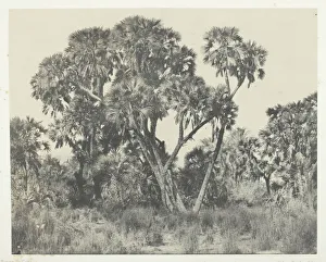 Palmiers Doums, Haute-Egypte, 1849/51, printed 1852. Creator: Maxime du Camp Palmiers Doums, Haute-Egypte, 1849/51, printed 1852. Creator: Maxime du Camp