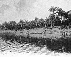 Togo Prints: Palmiers a huile (Bords du Mono); L'Ouest Africain, 1914. Creator: Unknown