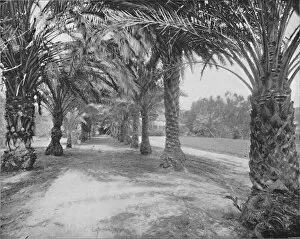 The Palms of Glenannie, Florida, 19th century