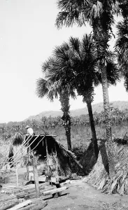 Straw Hut Prints: Palms and straw houses at Rascon, between 1880 and 1897. Creator: William H. Jackson