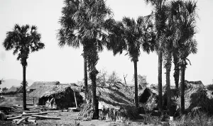 Straw Hut Prints: Palms and straw houses at Rascon, between 1880 and 1897. Creator: William H. Jackson