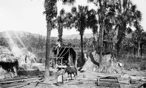 Straw Hut Prints: Palms and straw houses at Rascon, between 1880 and 1897. Creator: William H. Jackson