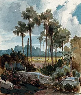 Discovering Prints: Palmyra palm trees (Borassus flabellifer) near Madras