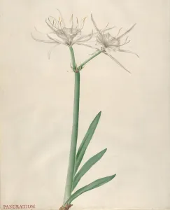 Watercolour And Gouache Prints: Pancratium, 1738-70. Creator: Georg Dionysius Ehret