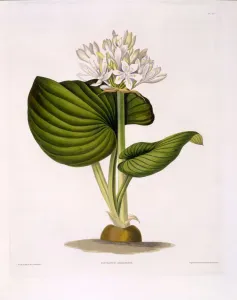 Stigma Prints: Pancratium Amboinense, 1831-1834