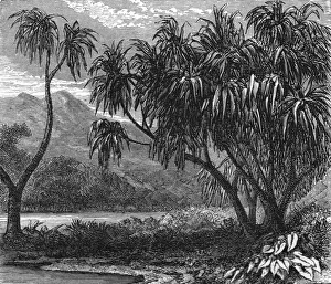 Madagascar Prints: The Pandanus Muricatus. ; Recent Explorations in Madagascar