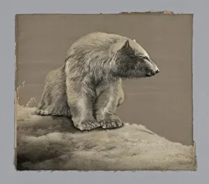 Bear Collection: Panel, Japan, late Edo period (1789-1868) / Meiji period (1868-1912), 19th century
