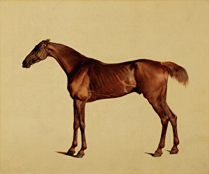 Ribcage Prints: Pangloss, about 1762. Creator: George Stubbs