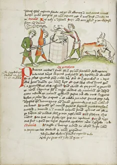 Fables Prints: A Panther, Which Attacked a Cow