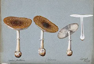 1893 Prints: Panther cap fungus (Amanita pantherina): four fruiting bodies