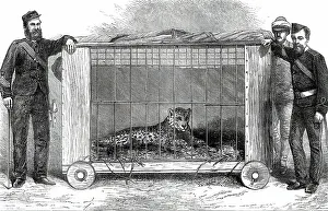 Gift Prints: Panther presented to the Prince of Wales at Bankipore by the 109th Regiment
