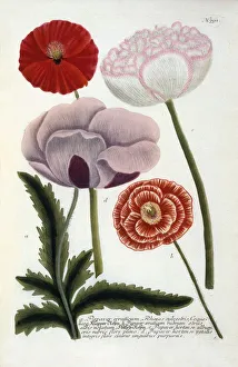Papaver, 1737 (hand coloured engraving)