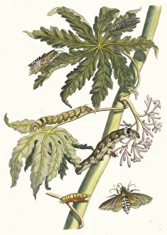 Botanical Illustration Gallery: Papay. From the Book Metamorphosis insectorum Surinamensium, 1705