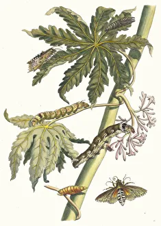 Plant Science Prints: Papay. From the Book Metamorphosis insectorum Surinamensium, 1705