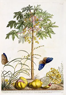 Papaya, c. 1748 (hand coloured engraving) Papaya, c. 1748 (hand coloured engraving)