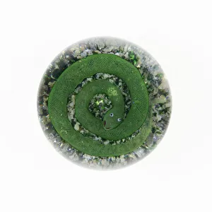 Paperweight, Luneville, c. 1848 / 55. Creator: Baccarat Glasshouse